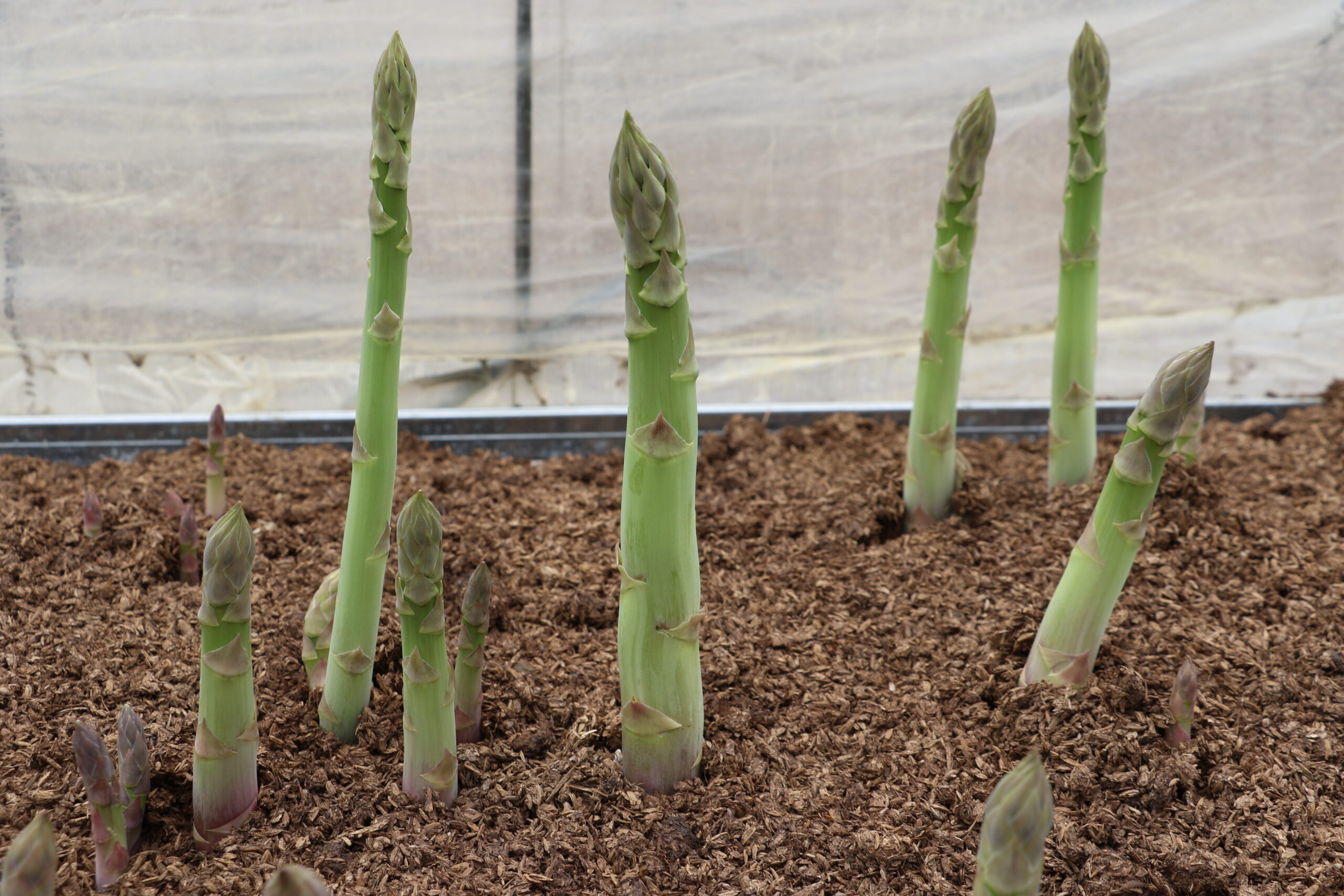 冬の手入れが翌年の出来を決めるアスパラガス | JA北新潟