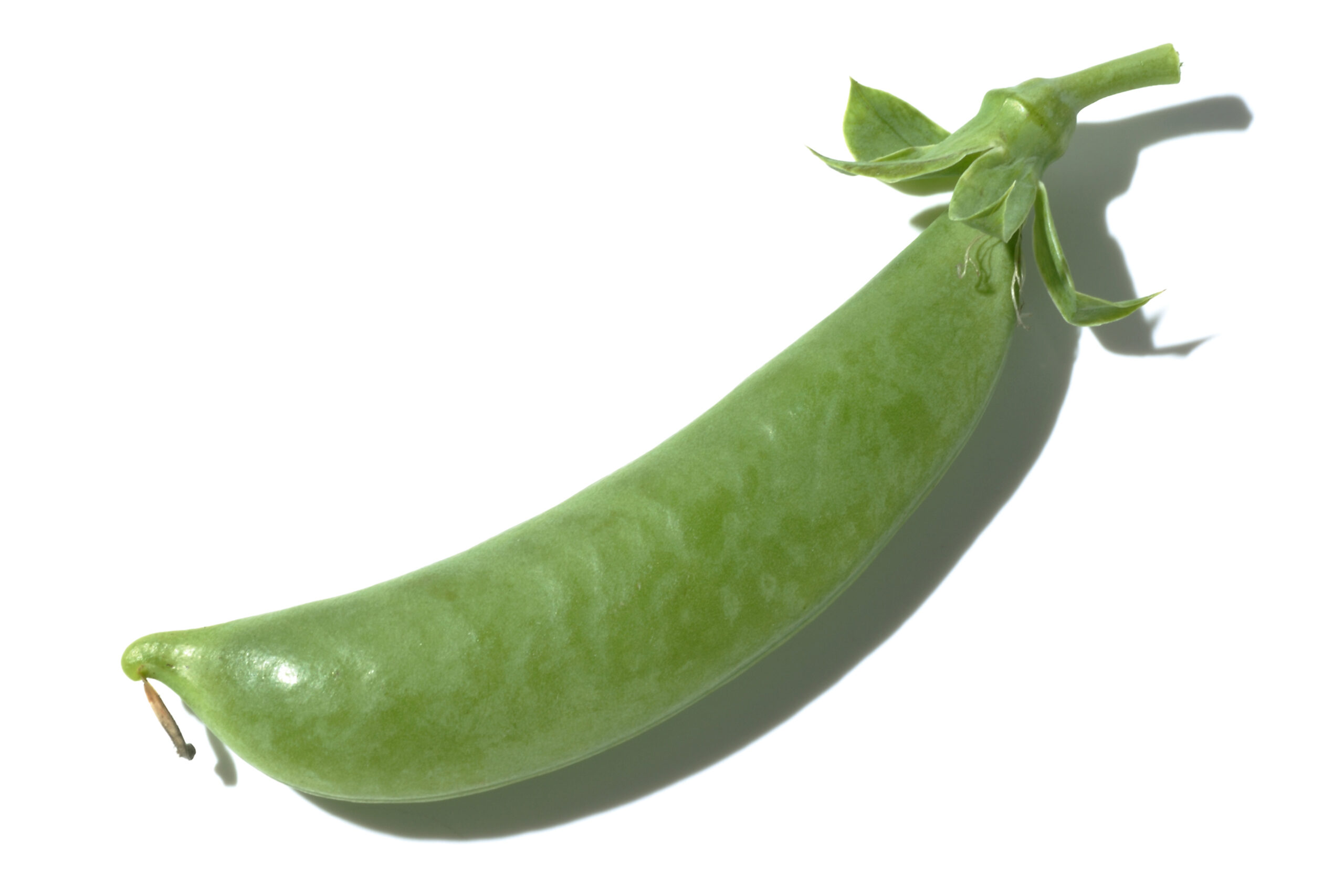 エンドウ マメ科の連作に注意 | JA北新潟