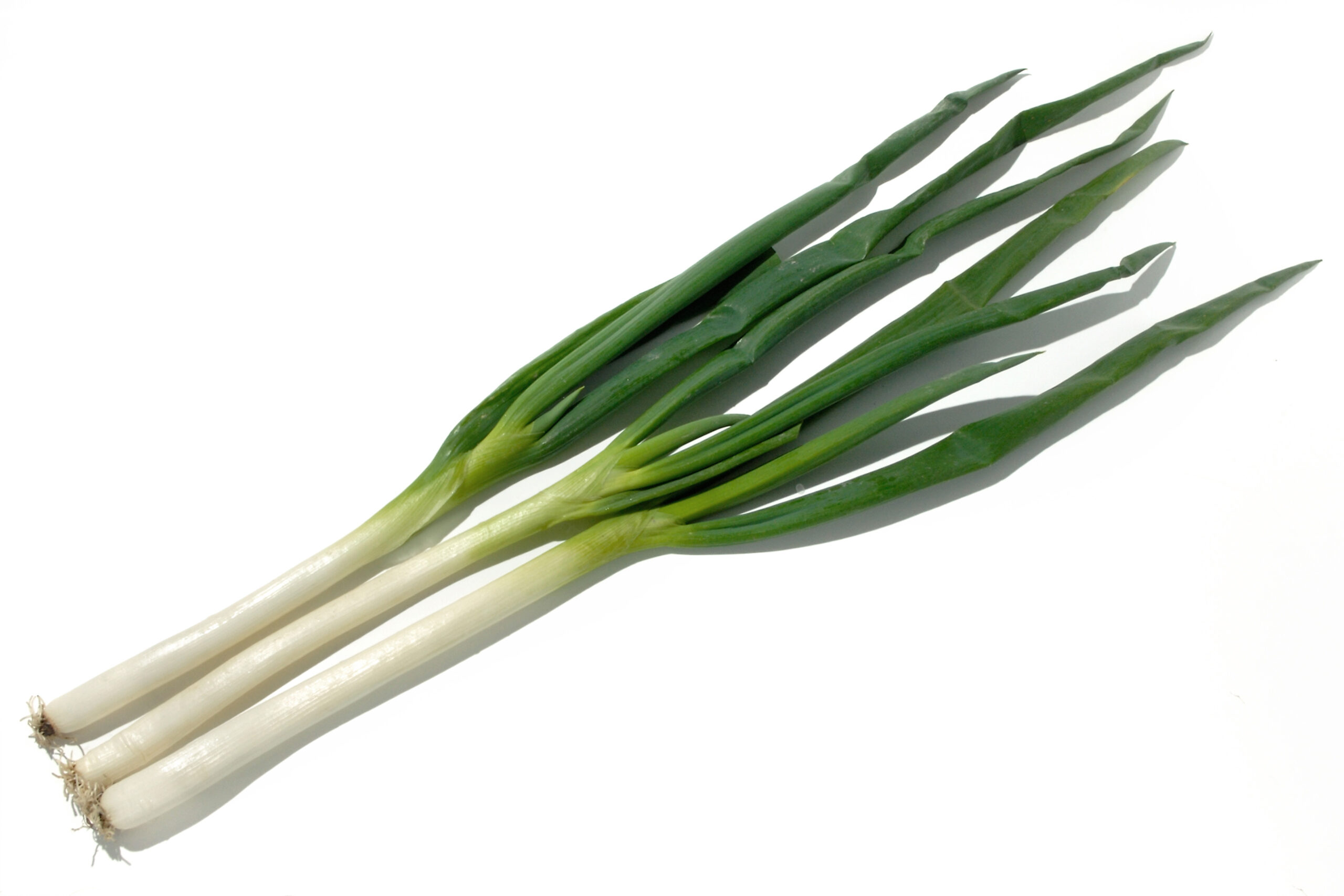 長ネギ 小まめな土寄せで軟白を長く作る | JA北新潟