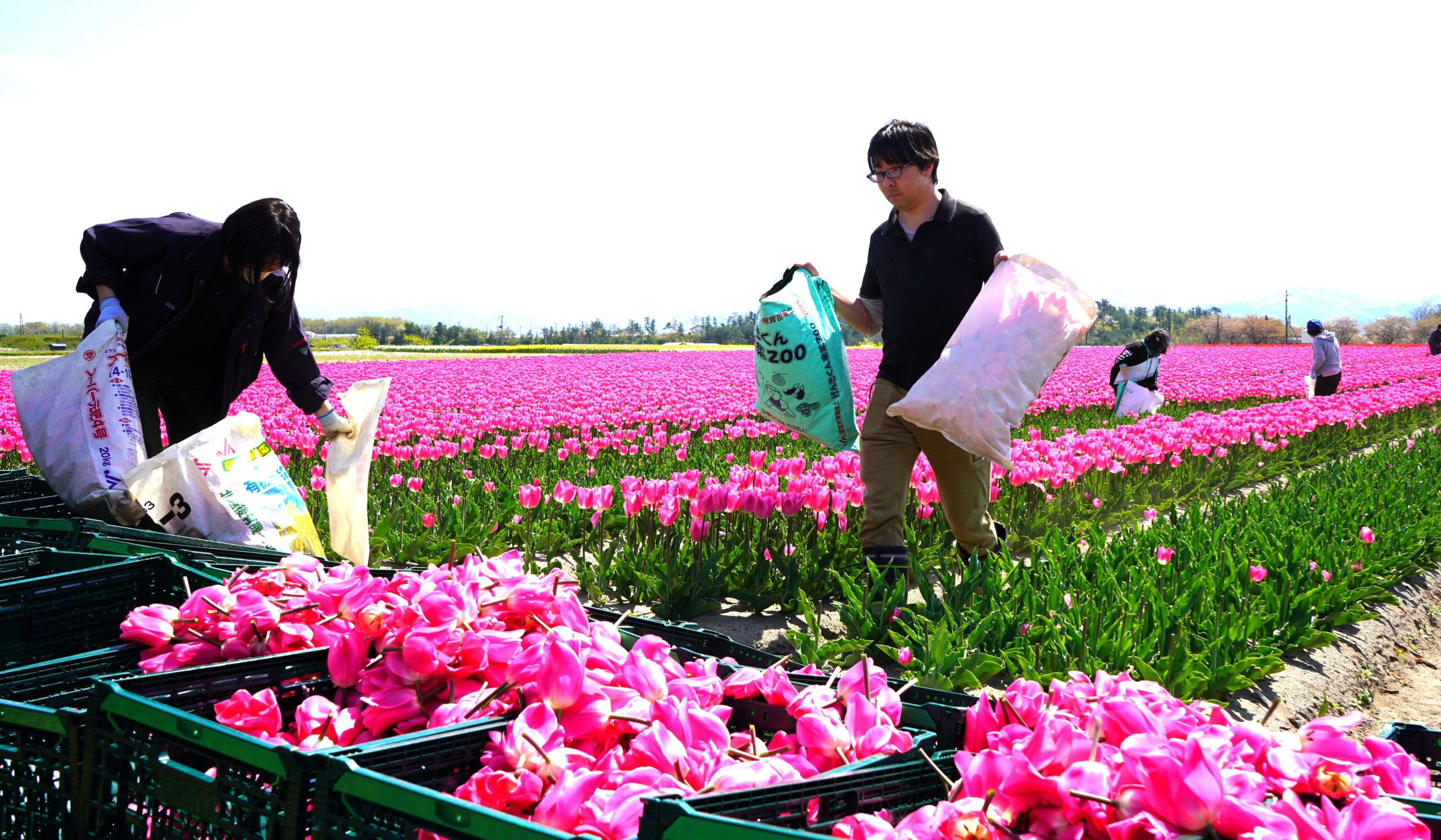 球根用チューリップの花摘み 無駄なく出荷 | JA北新潟
